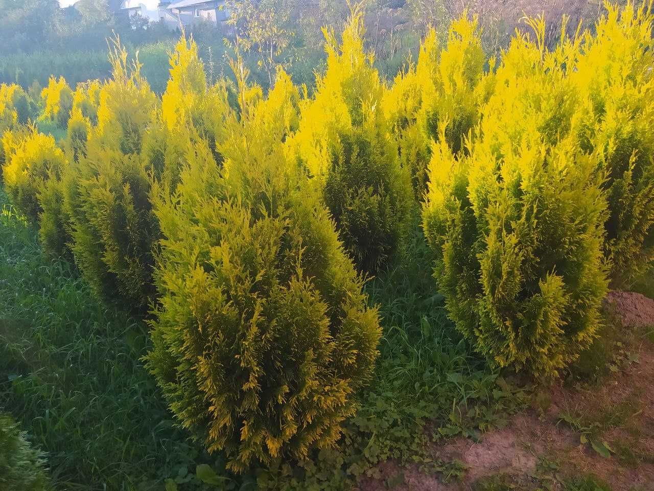 Туя західна Смарагд Smaragd - Thuja occidentalis Smaragd
