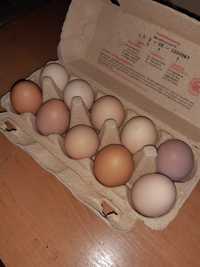 Jajka wiejskie kurze