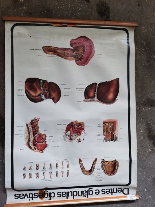 Cartaz escolar antigo do corpo humano
