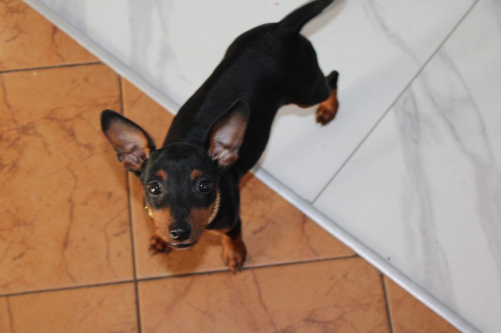 Pinczer miniaturowy FCI