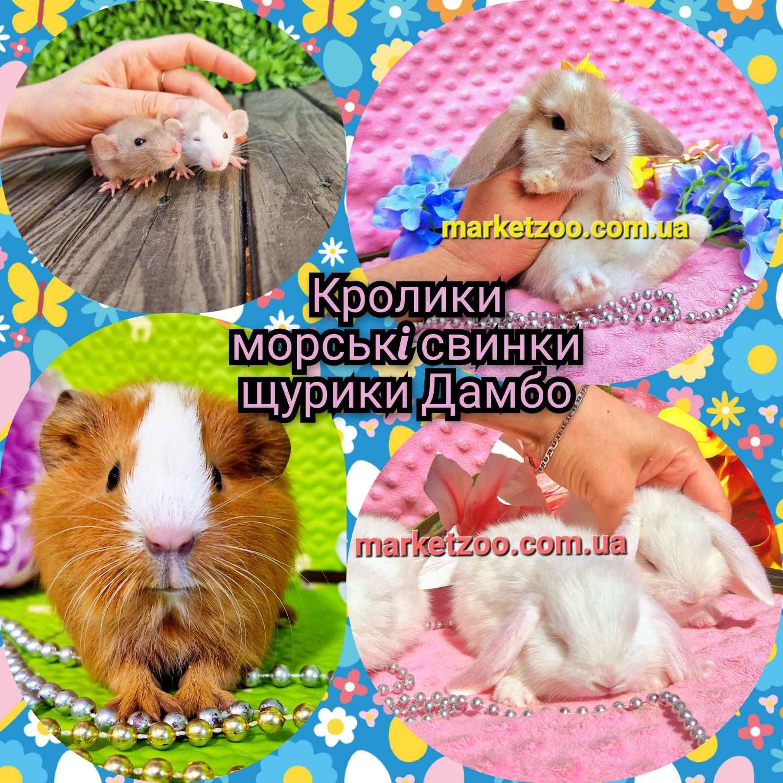 Мини mini lop міні кролик карликовые кролики декоративные баранчик вис