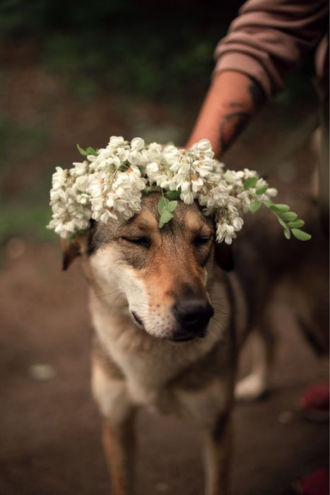 Кнопа ищет семью