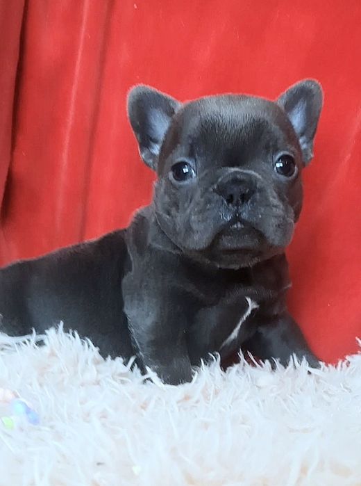 Голубая без тигры куколка