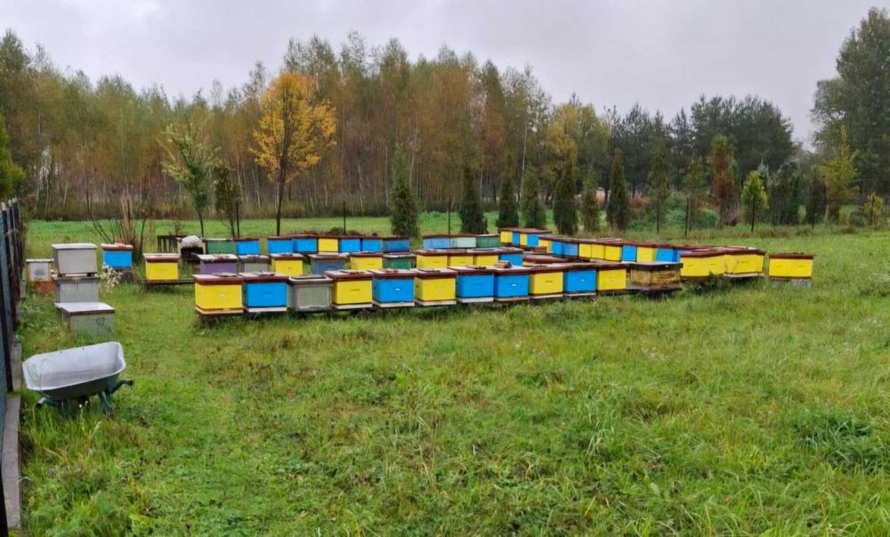 Rodziny pszczele wielkopolskie sprzedam