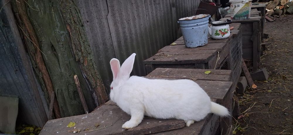 Кролики порада терманські білі та серебро