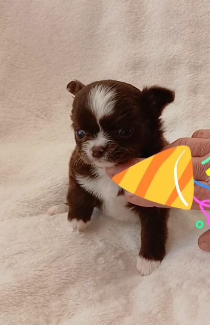 Дівчинка у Львові