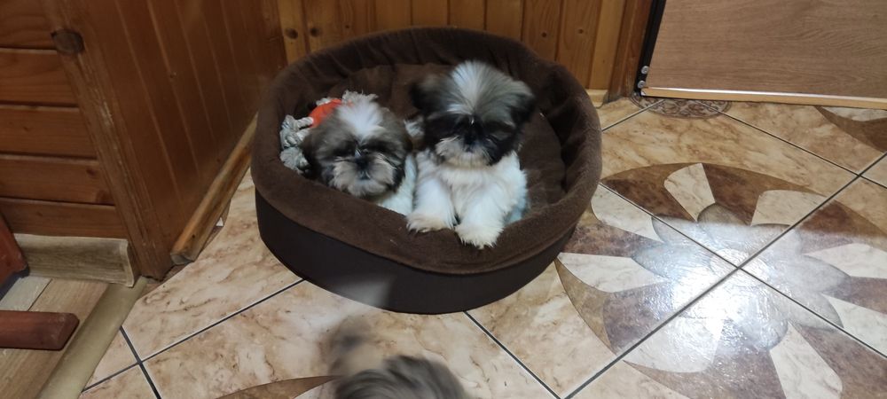 Shih tzu sprzedam tricolor