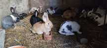 Coelhos flandres x borboleta
