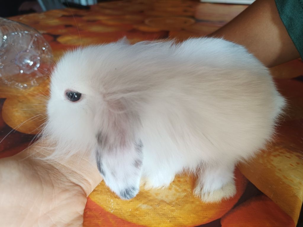 Coelhos anão machos