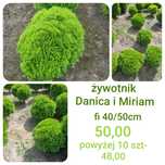 Tuja, Thuja DANICA kula 40/50m