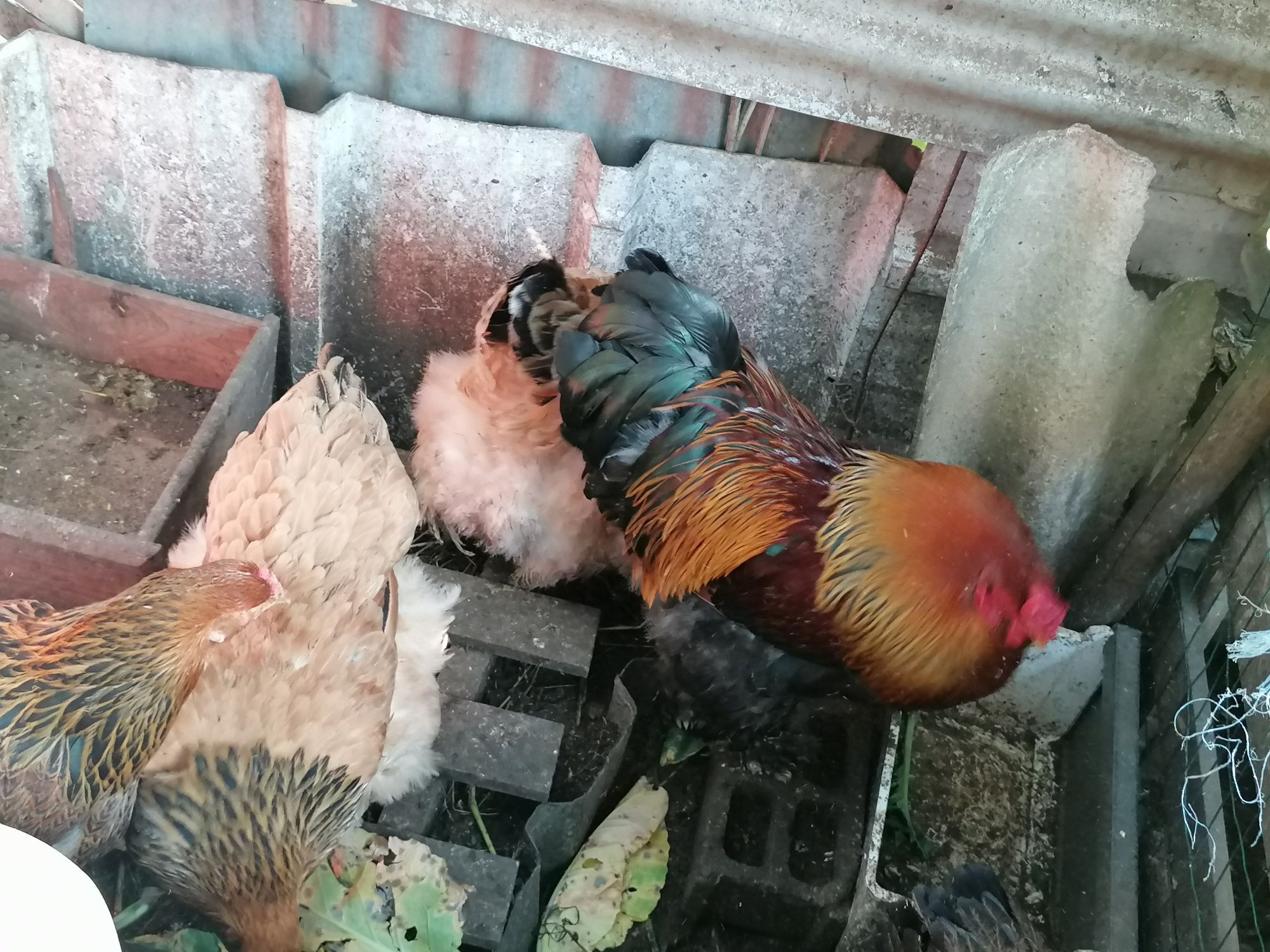 Vendo galos Braham buff