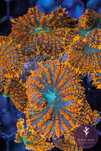 Coral rhodactis forest fire facil e bonito