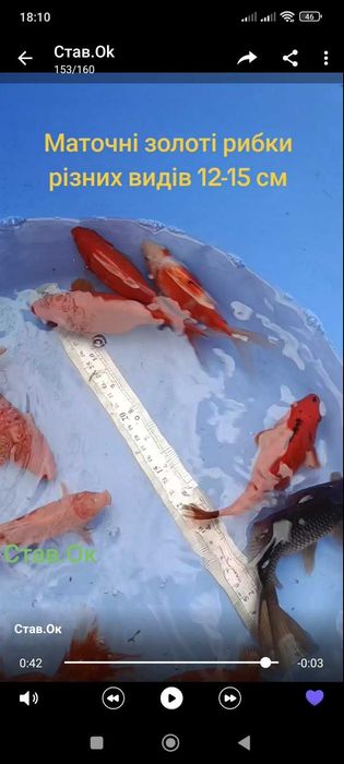 Золота рибка, або декоративний карась