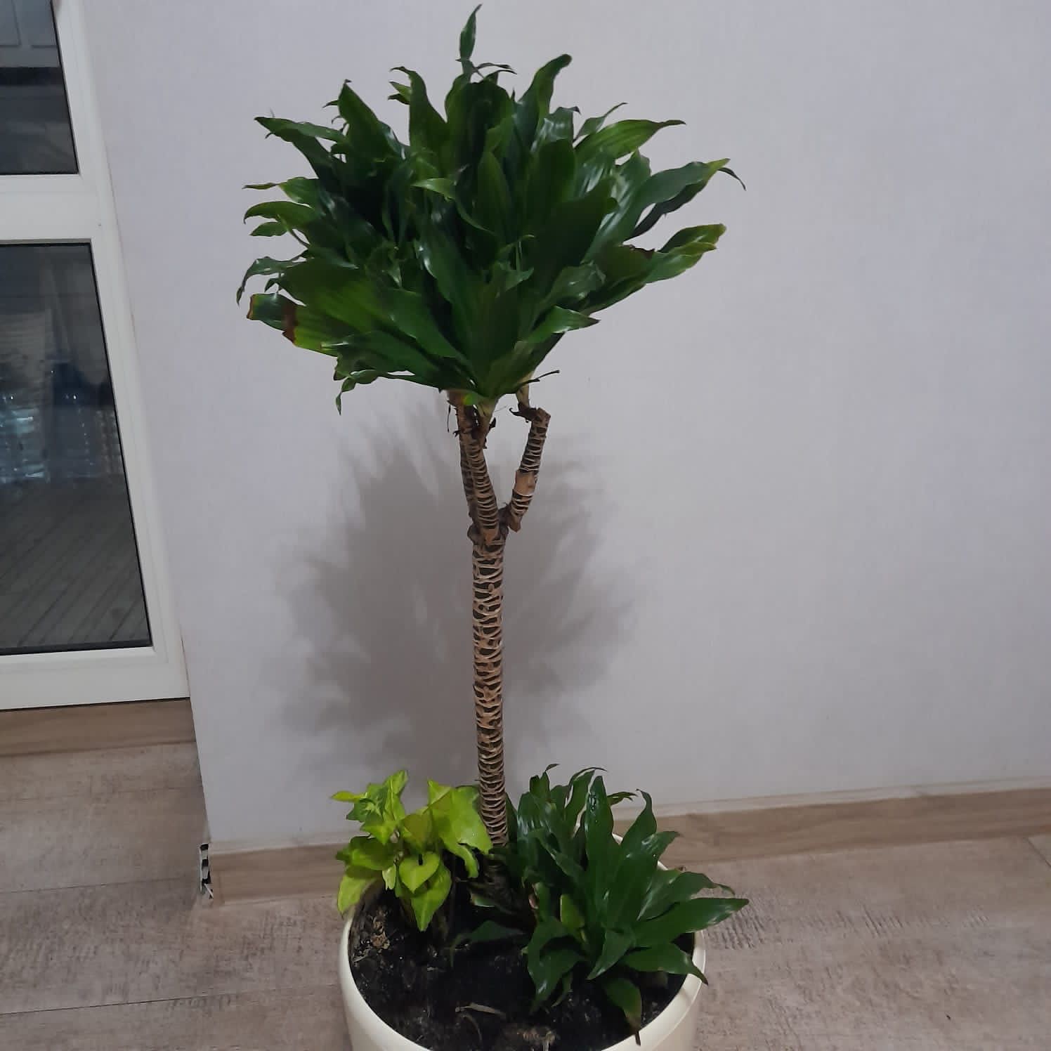 Драцена - комнатное растение, высота 1 м