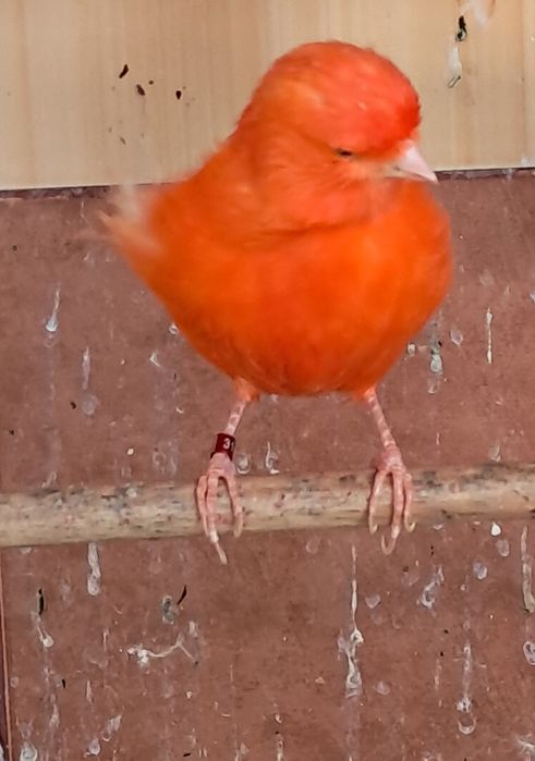 Canários vermelhos disponiveis