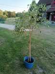 Ficus  Benjamina