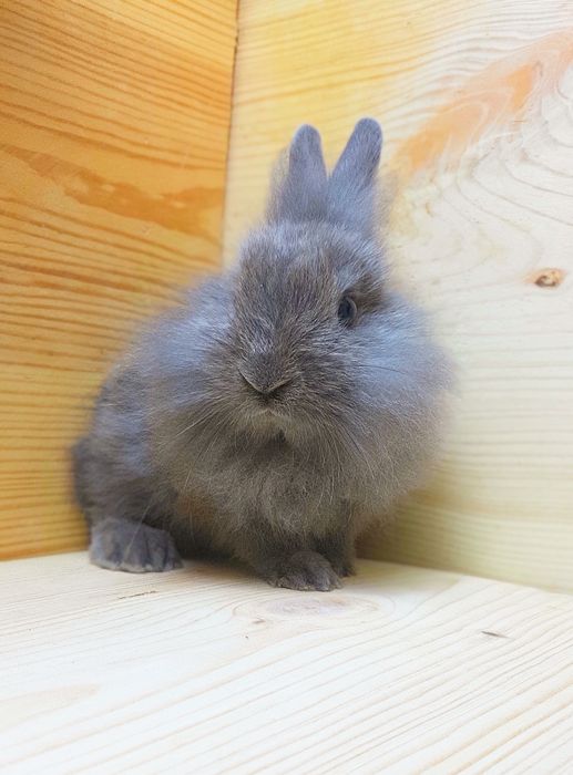 Карликовые супер мини декорат.торчеухие и вислоухие мини кролики