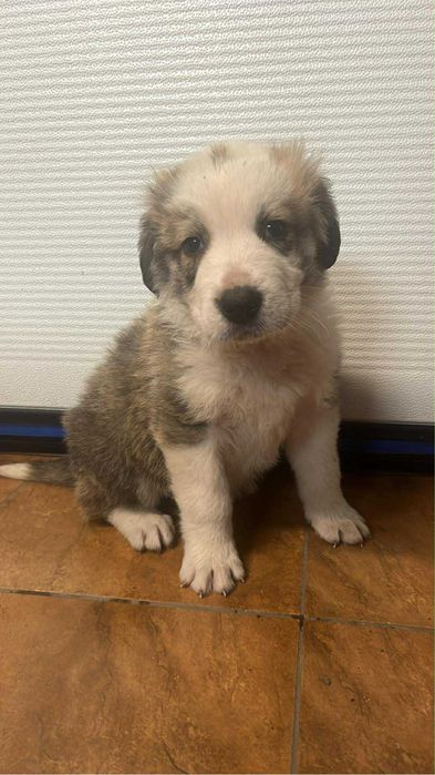 Owczarek Środkowoazjatycki szczeniak