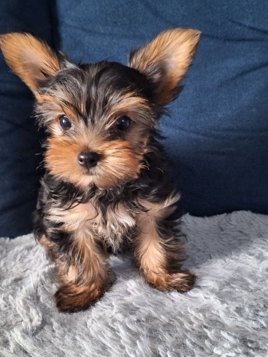 Śliczny york piesek