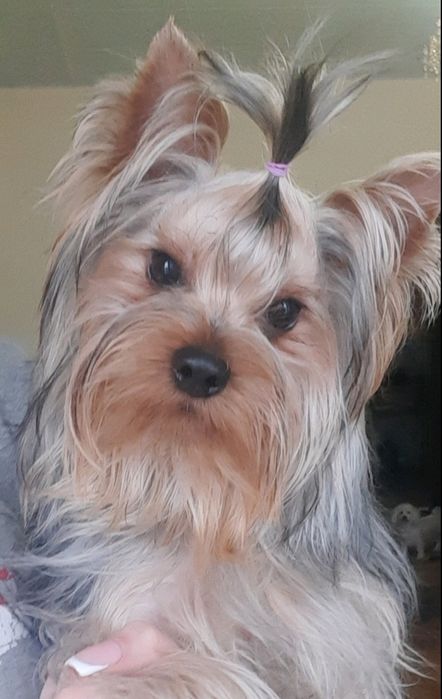 Йоркширский терьер