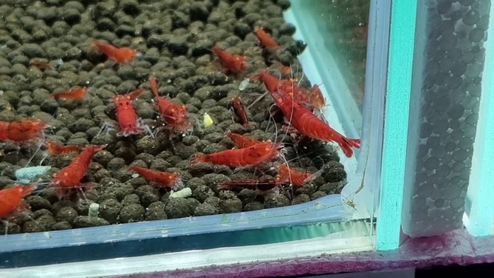 krewetki red devil OE caridina woda ro