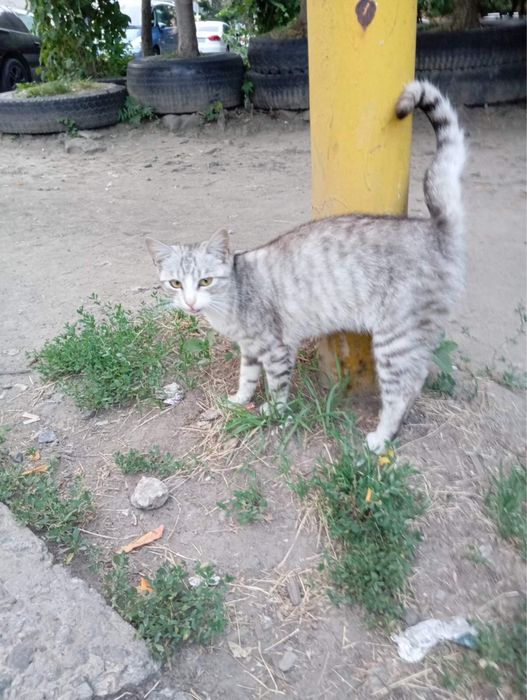 киця у добрі руки