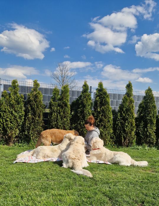 Domowy hotel dla psów Radom