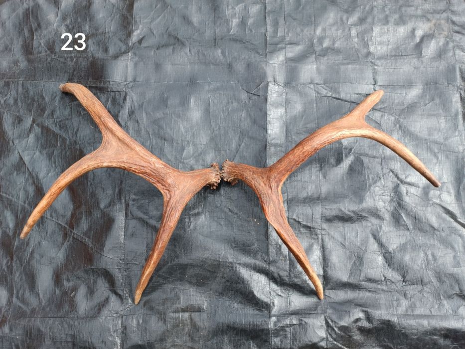 Sprzedam poroże łosia, jelenia, parostki koziołka