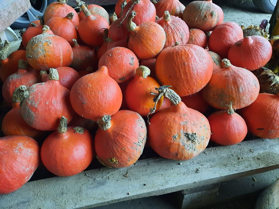 Dynie Hokkaido/ sprzedam