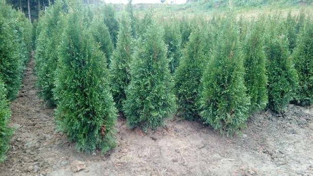 THUJA shmaragd 22zł