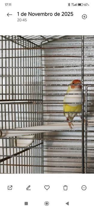 Vende se diamante gould