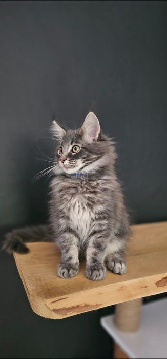 Kocurek Maine coon