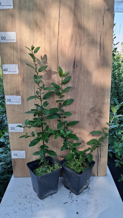 Піроканта  Піраканта  3 кольори Великий вибір багаторічних рослин