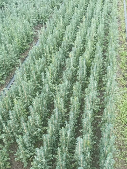 Sadzonki świerka srebrnego KAIBAB ,serbski, pospolity, choinki,wysyłka