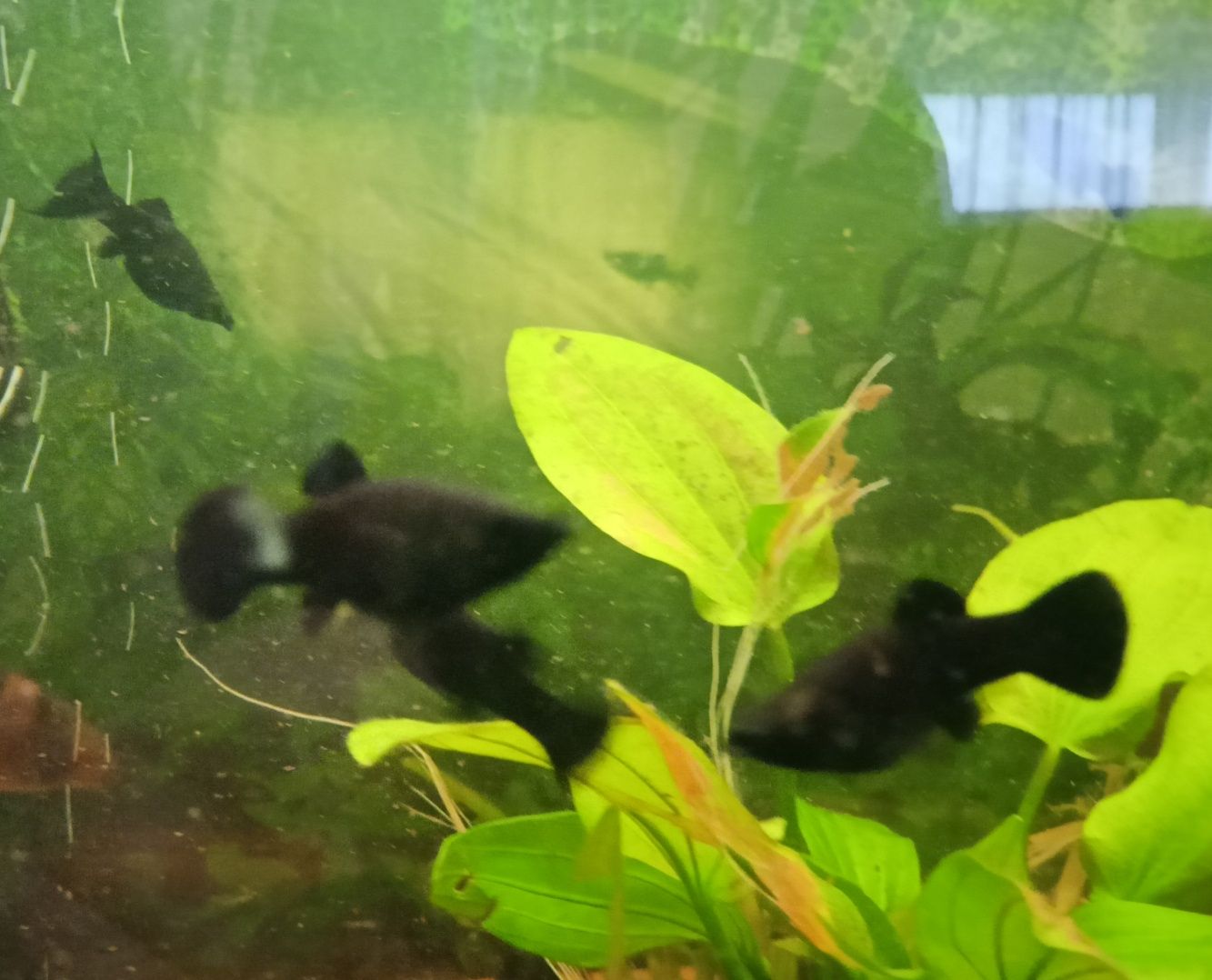 Molinezje czarne  odhodowane wielkość 3 - 5 cm.
