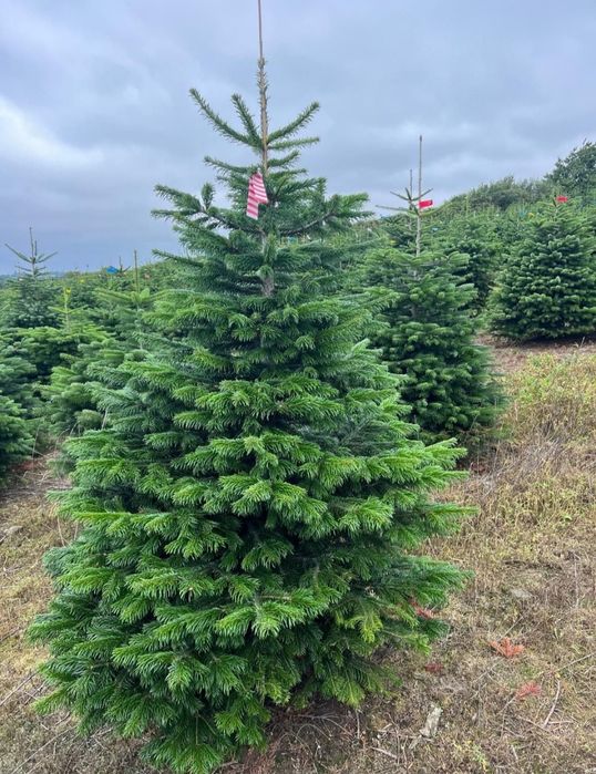 Choinki świąteczne do restauracji,biur