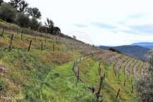 Terreno  para venda