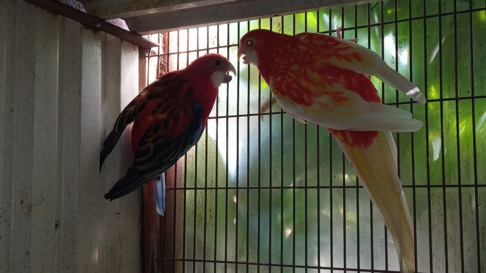 Ring Necks Caturras Roselas