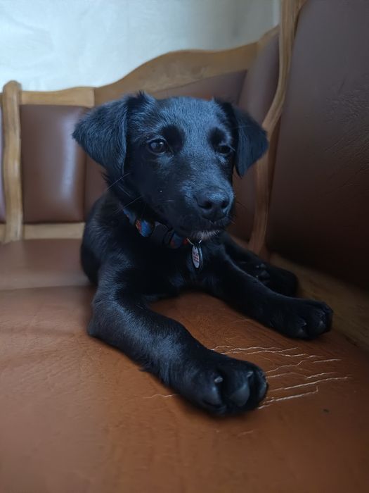 Собака (цуценя) у добрі руки з гарним серцем