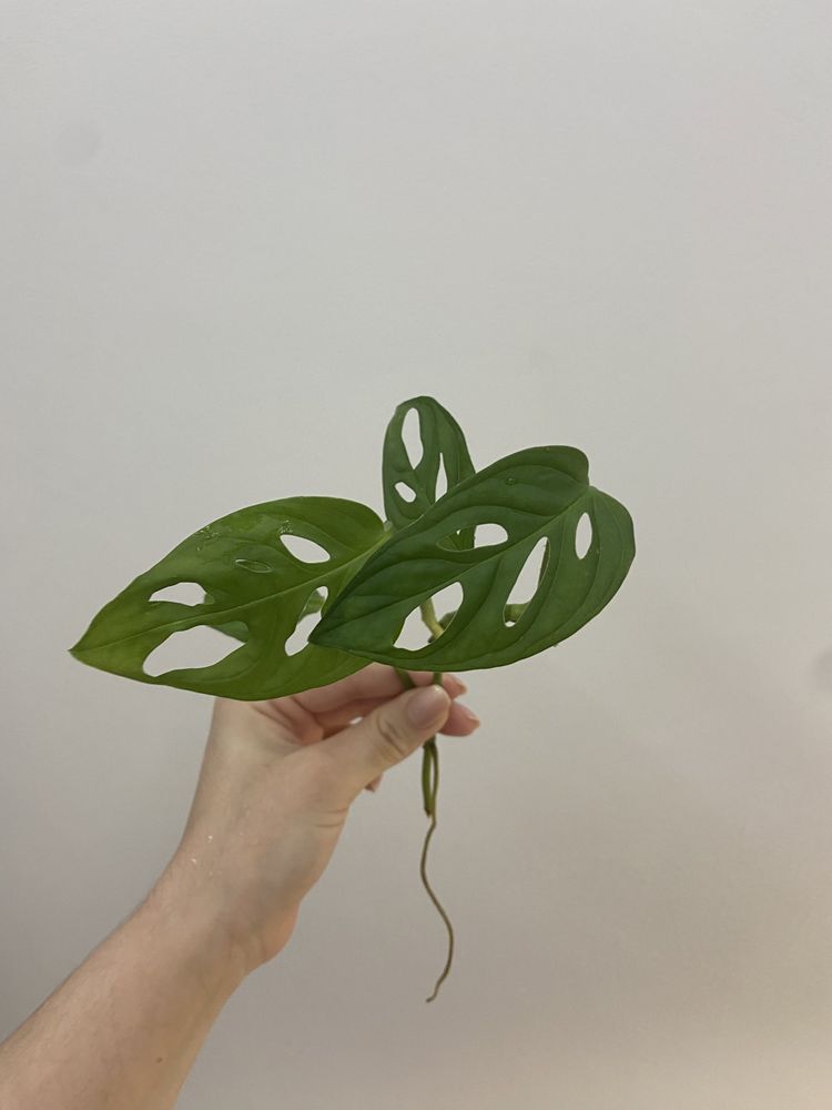 Corte de Monstera Adansonii