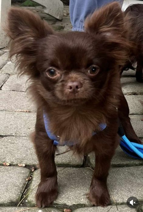 Chihuahua samczyk czekoladowy długowłosy FCI