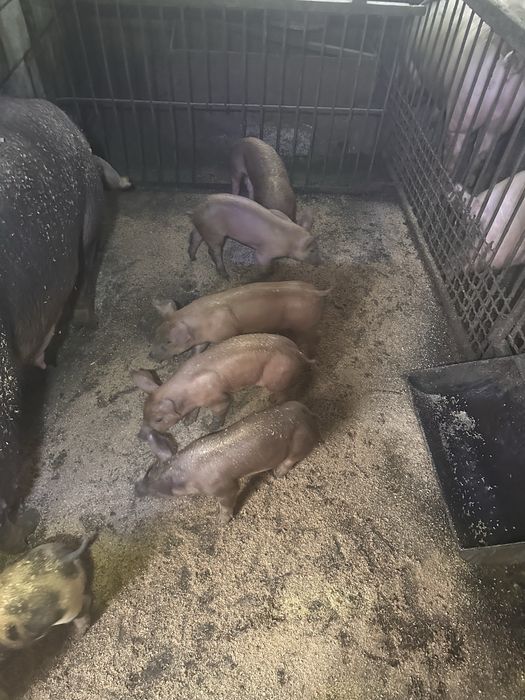 Продам поросят мясної породи