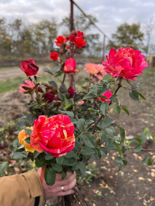 Саджанці троянд набори Ч/Г і Спрей