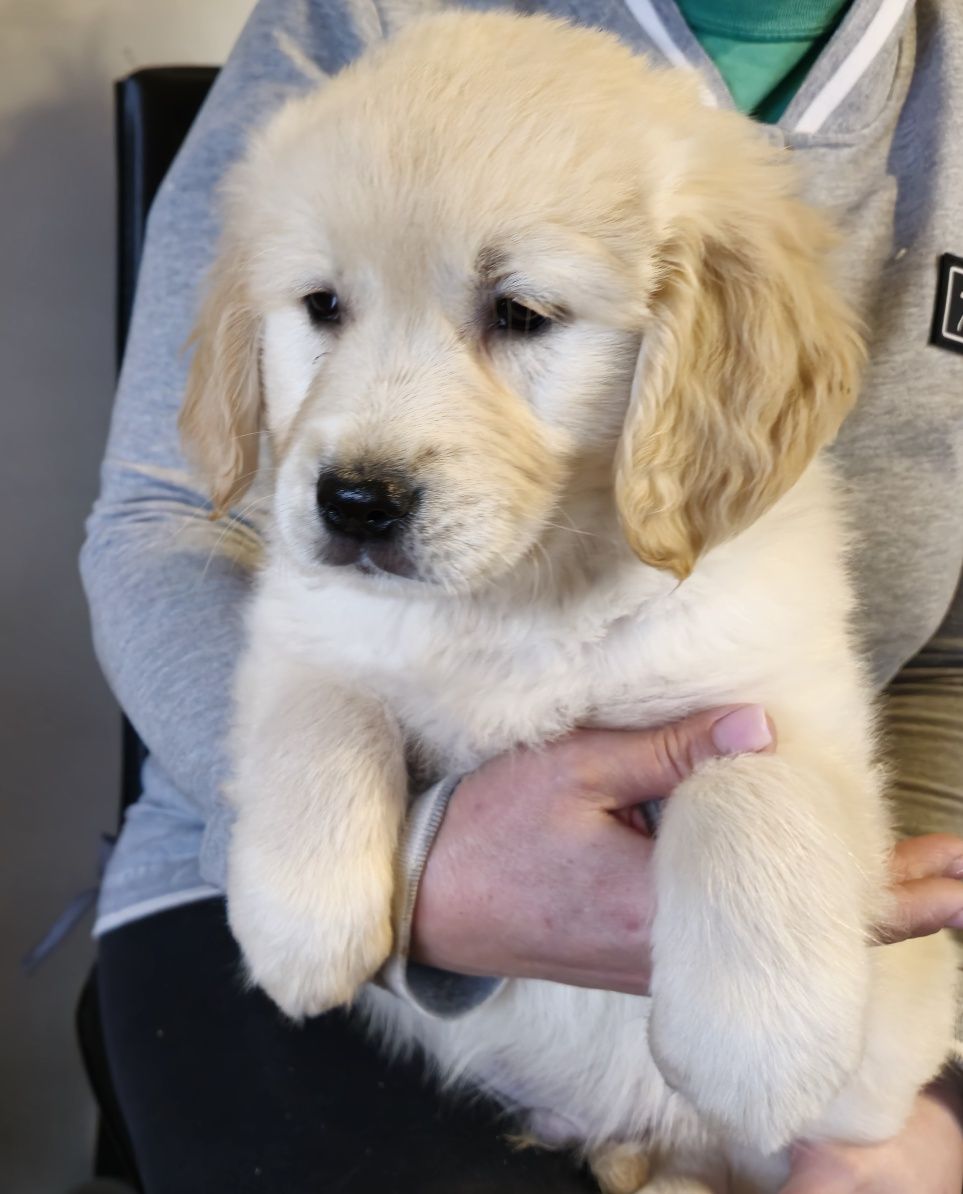 Golden Retriever szczeniak