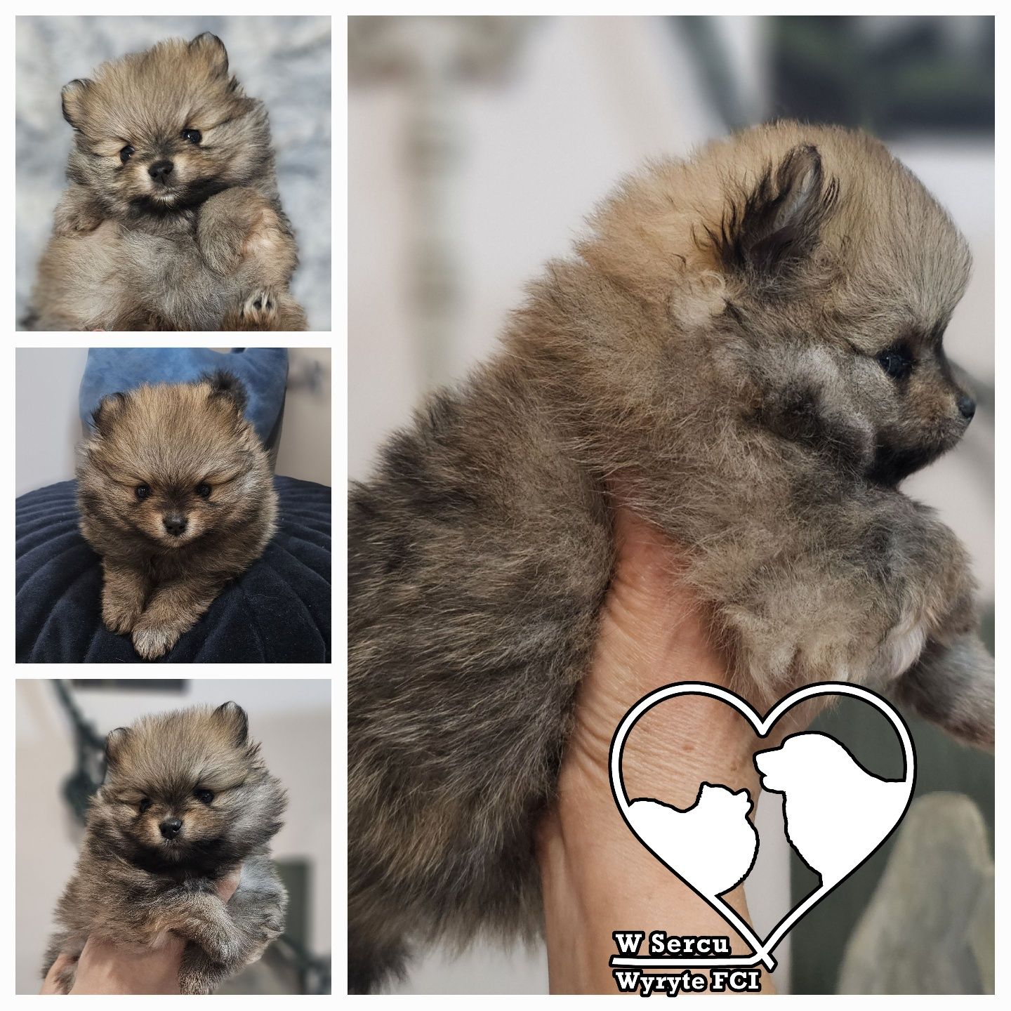 Piesek szpic miniaturowy pomeranian ZKwP FCI