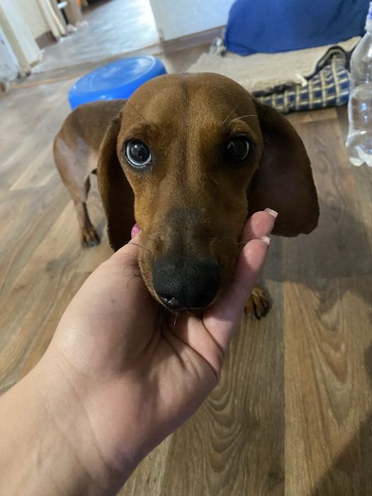 Отдам даром собаку породистую таксу