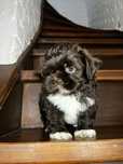 Piękny Piesek Shih Tzu Gotowy Do Odbioru