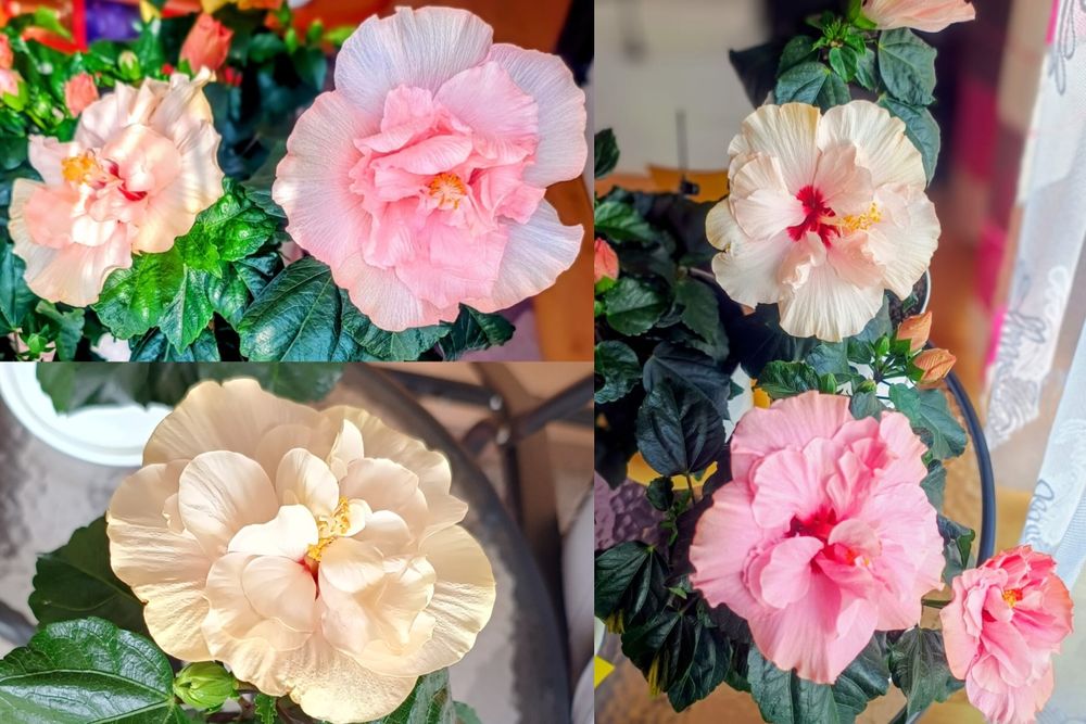 Hibiskusy róże chińskie różne kolory odmiany piękne duże kwiaty