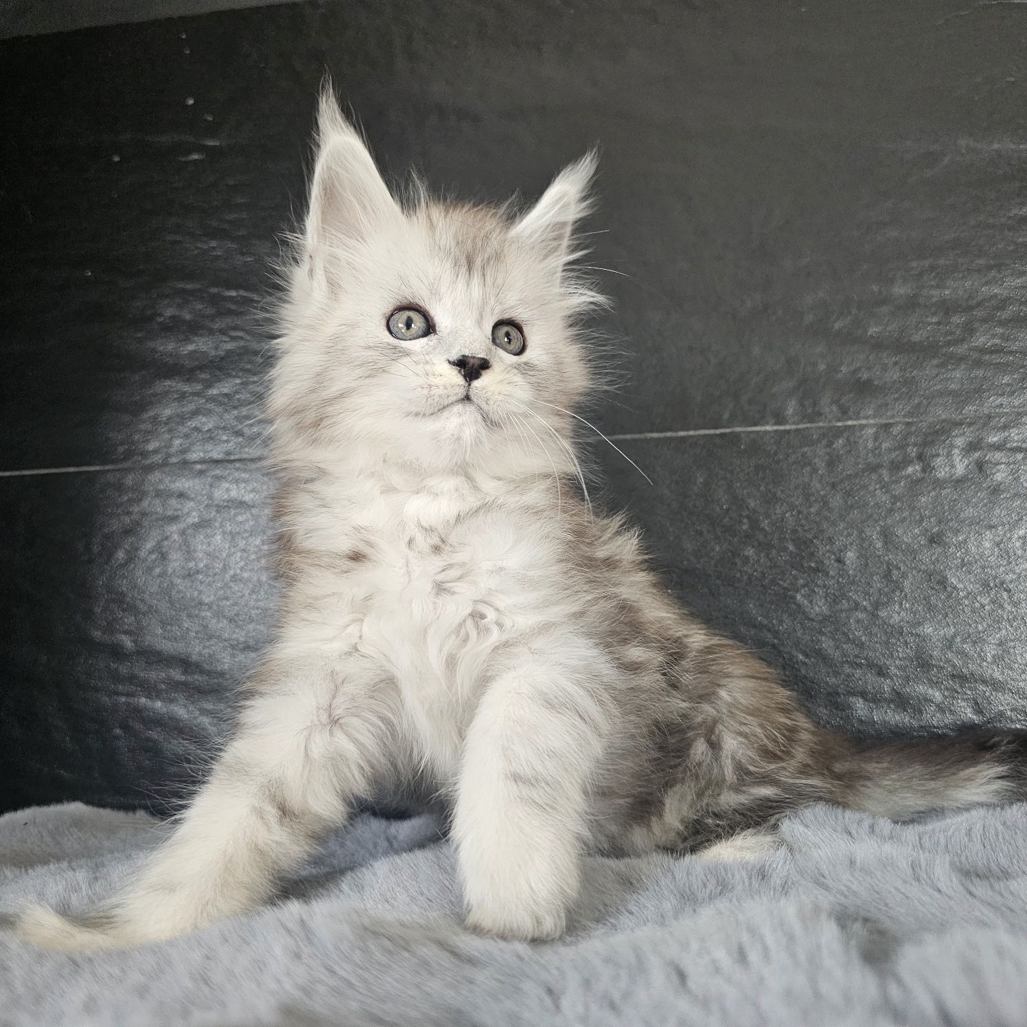 Kocurek Maine coon rodowód fpl FIFe