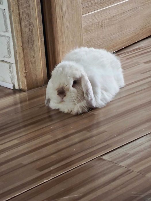 Królik Mini Lop 3lata